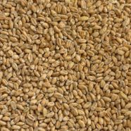 Wheat Base Malt (Best)