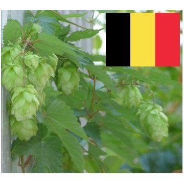 Belgian Hops