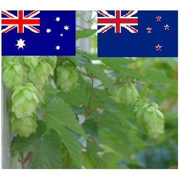 Australian and New Zealand hops