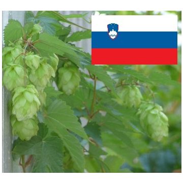Slovenian (Styrian) Hops